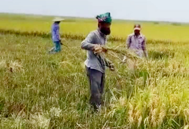 সুনামগঞ্জের জগন্নাথপুরে বোরো ধান কাটা শুরু, কৃষকদের মুখে হাসি